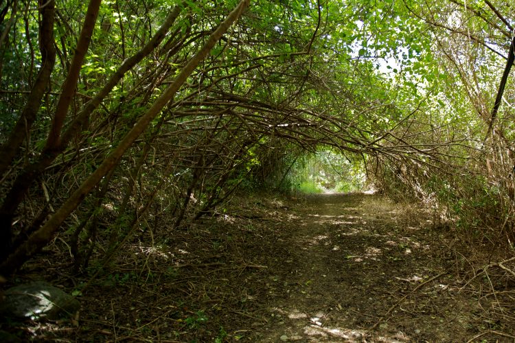 Tropical Hiking St. John