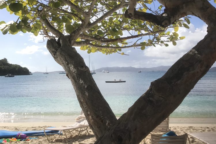 Beaches and Palm Trees