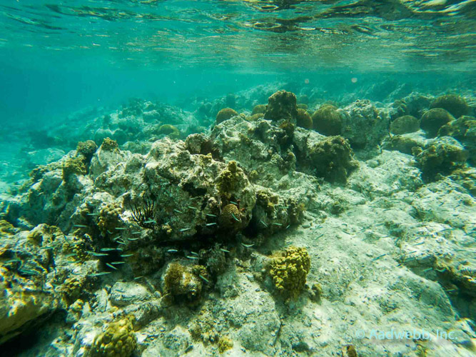 Underwater Trails St. John